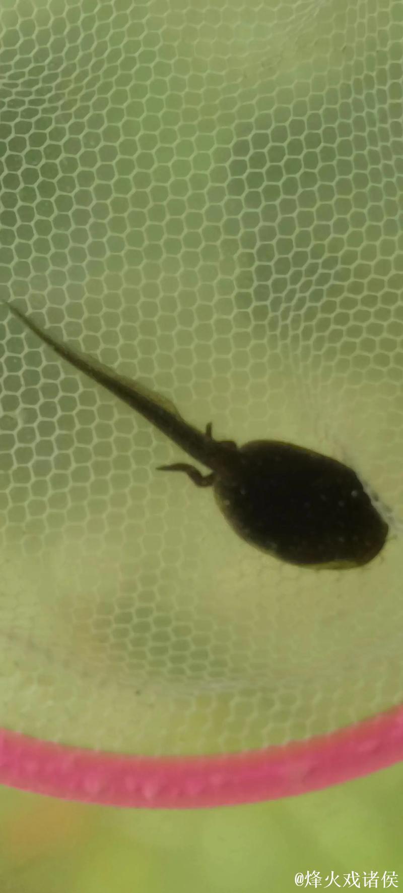 91九色蝌蚪视频 91九色蝌蚪视频